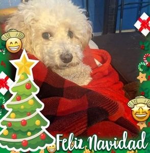 Meet your Posher, Elsa